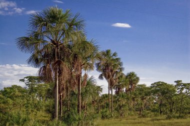 Tocantins eyaletindeki Brezilya Jalapo çölünde Buritis palmiyeleri