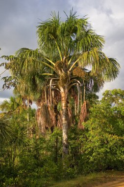 Tocantins eyaletindeki Brezilya Jalapo çölünde Buritis palmiyeleri