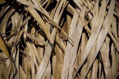 Brezilya kırsal kesiminde örülmüş yaprak çatısı