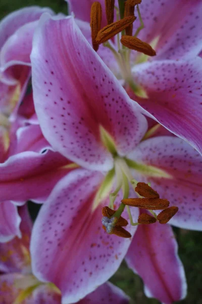 Vacker färgglad rosa Lilly närbild — Stockfoto