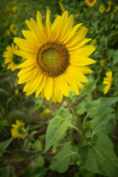 Campo de girassóis amarelo grande com abelhas — Fotografia de Stock