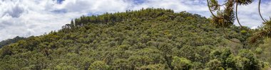 Gonçalves, Minas Gerais 'de panoramik orman manzaraları