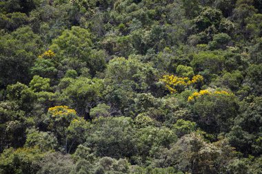 Gonçalves, Minas Gerais 'deki tropik orman manzarası