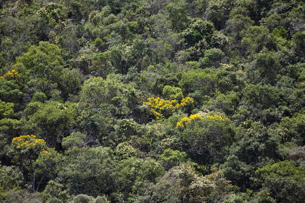 Paesaggio della foresta tropicale a Gonascar alves, Minas Gerais Immagine Stock