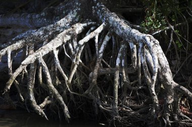 Brezilya 'dan Mangue kökleri