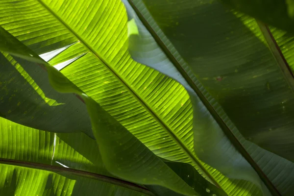 Brésil forêt tropicale Atlantique végétation côtière — Photo