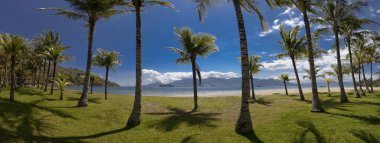 Brezilya 'da tropik bir adanın sahilinde palmiyeler