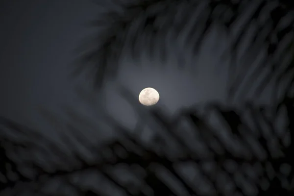 Palmiye yapraklarının arasındaki güzel ay, Praia da Fome, Ilhabela,