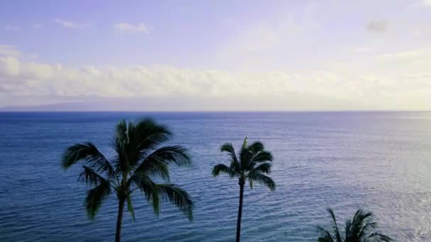 Vista Aérea Palmeras Tropicales Silvestres Con Mar Abierto Azul Cielo — Vídeos de Stock