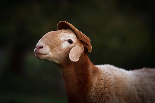 Bir Kap Koyun — Stok fotoğraf