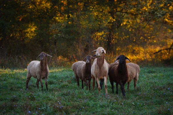 Stado Owiec Pastwisku — Zdjęcie stockowe