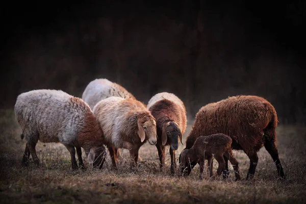 Stádo Ovcí Pastvinách — Stock fotografie