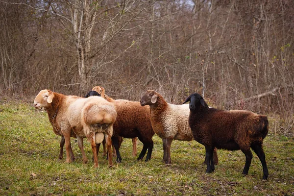 Stado Owiec Pastwisku — Zdjęcie stockowe