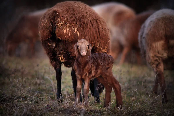 Küçük Kuzulu Bir Koyun — Stok fotoğraf