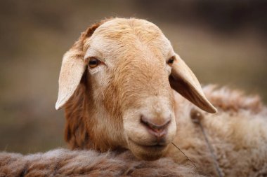 Kırmızı koyun yakın plan.