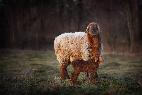 Een Schaap Met Een Klein Lam — Stockfoto