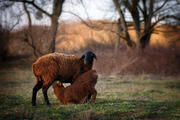 Een Schaap Voedt Een Lam — Stockfoto