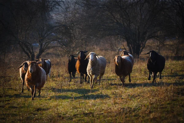 Schapenren Naar Weiland — Stockfoto