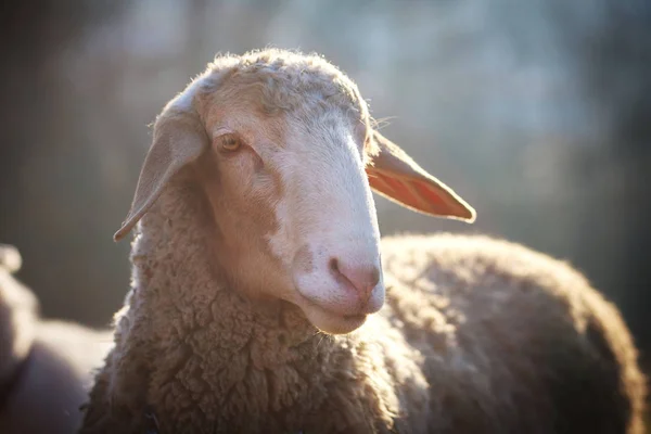Merinoland Koyunları Yakın Plan — Stok fotoğraf