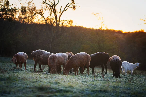 Jesienią Wypas Owiec — Zdjęcie stockowe