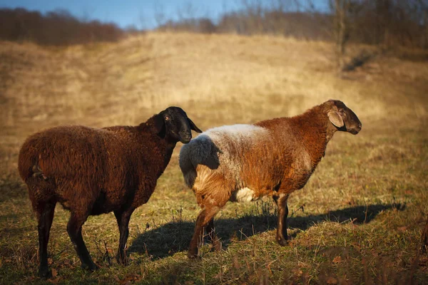 Owce Pastwisku — Zdjęcie stockowe