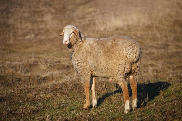 Merinoland Schapen Grasland — Stockfoto