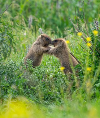 İki genç dağ sıçanı çimenlerde eğleniyor ve oynuyorlar.