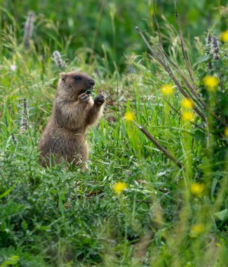 Dağ sıçanı yeşil çimlerde bir bitki yer.