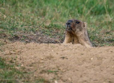 Yetişkin dağ sıçanı delikten dışarı çıkar.