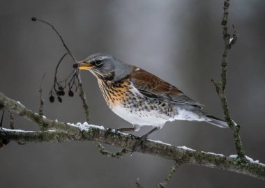 Fieldbird bir dalda Rowan meyvesi yiyor.