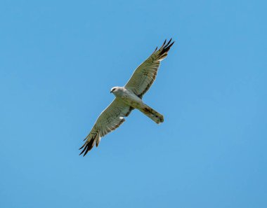 Lun gökyüzünde süzülüyor