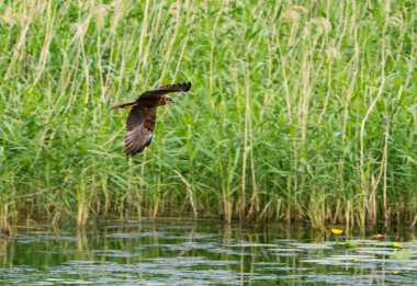 Lun bataklığın üzerinde uçuyor.