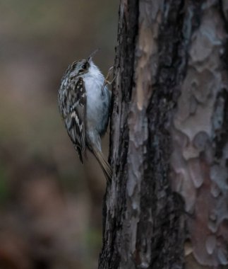 Pisukha ağaçta oturuyor.