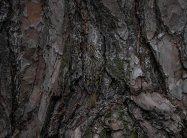 Pischa bir ağaca oturur ve kendini gizler..