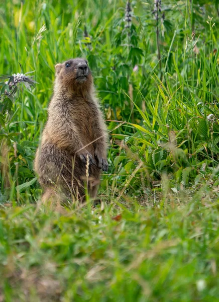 Marmota Curioso Fundo Grama Verde — Fotografia de Stock