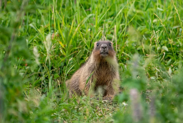 Nyfiken Murmeldjur Bakgrund Grönt Gräs — Stockfoto