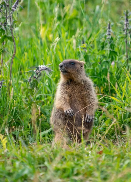 Nieuwsgierig Marmot Een Achtergrond Van Groen Gras — Stockfoto