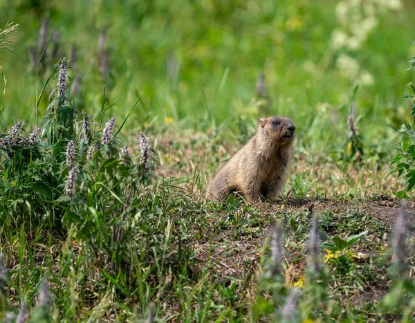 Nyfiken Murmeldjur Bakgrund Grönt Gräs — Stockfoto