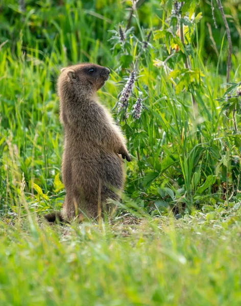 緑の草を背景にした好奇心旺盛なグラウンドホッグ — ストック写真