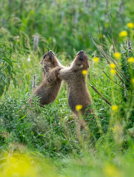 Dois Jovens Marmotas Divertindo Brincando Grama — Fotografia de Stock