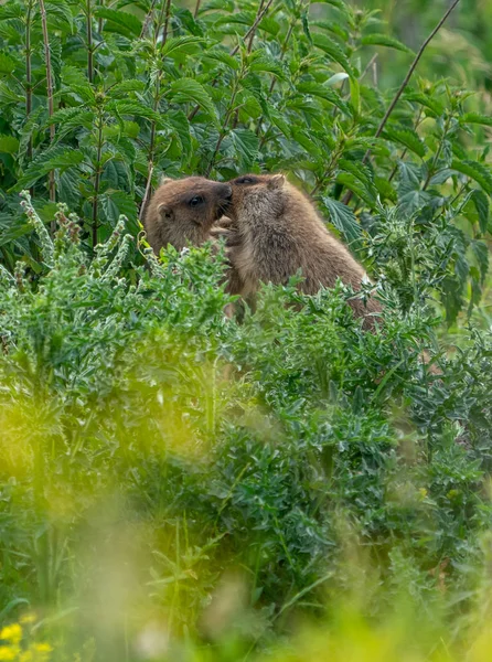 两只年轻的土拨鼠玩得很开心 在草地上玩耍 — 图库照片