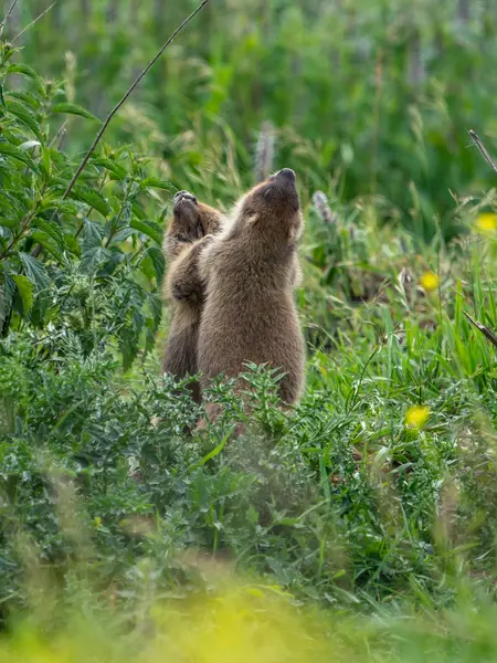 Dos Jóvenes Marmotas Divirtiéndose Jugando Hierba — Foto de Stock