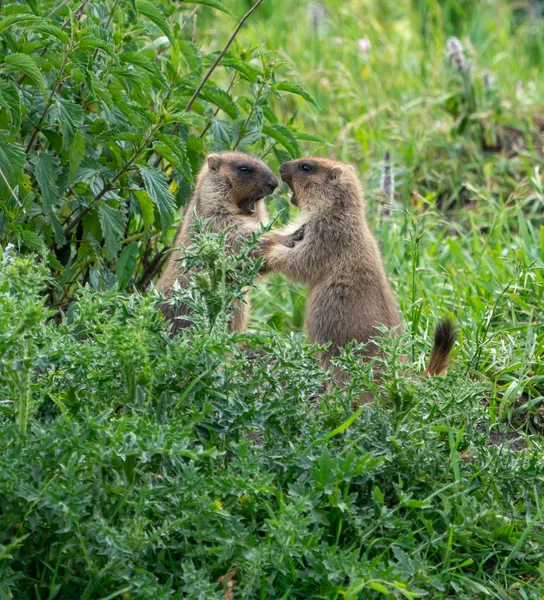 Två Unga Murmeldjur Som Har Roligt Och Leker Gräset — Stockfoto