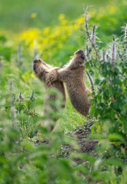 Två Unga Murmeldjur Som Har Roligt Och Leker Gräset — Stockfoto