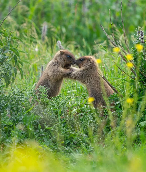 İki genç dağ sıçanı çimenlerde eğleniyor ve oynuyorlar.