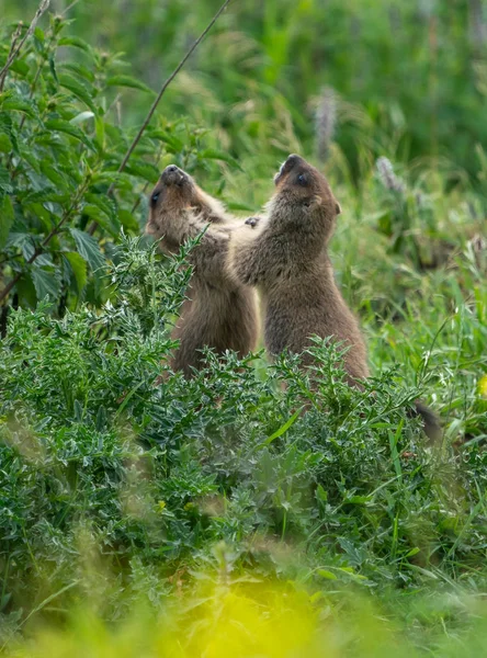 Två Unga Murmeldjur Som Har Roligt Och Leker Gräset — Stockfoto
