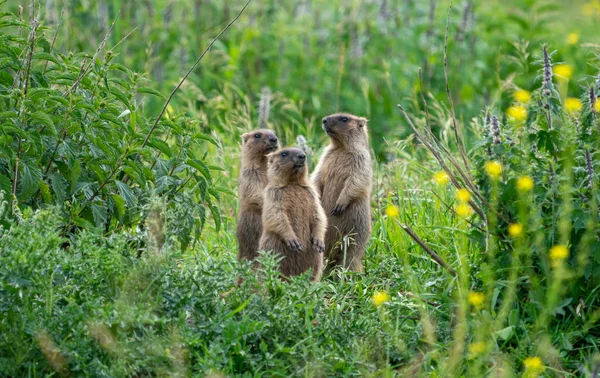 Üç genç dağ sıçanı yeşil çimlerde
