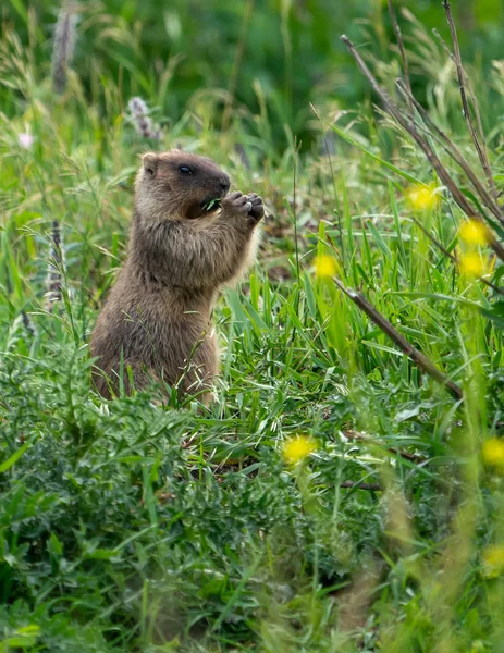 マルモットは緑の草の上に植物を食べる — ストック写真