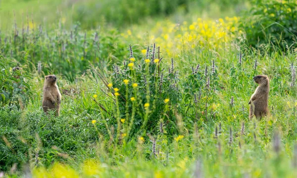 Dos Marmotas Jóvenes Sobre Hierba Verde — Foto de Stock