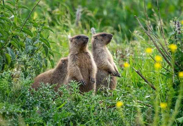Três Marmotas Jovens Grama Verde — Fotografia de Stock